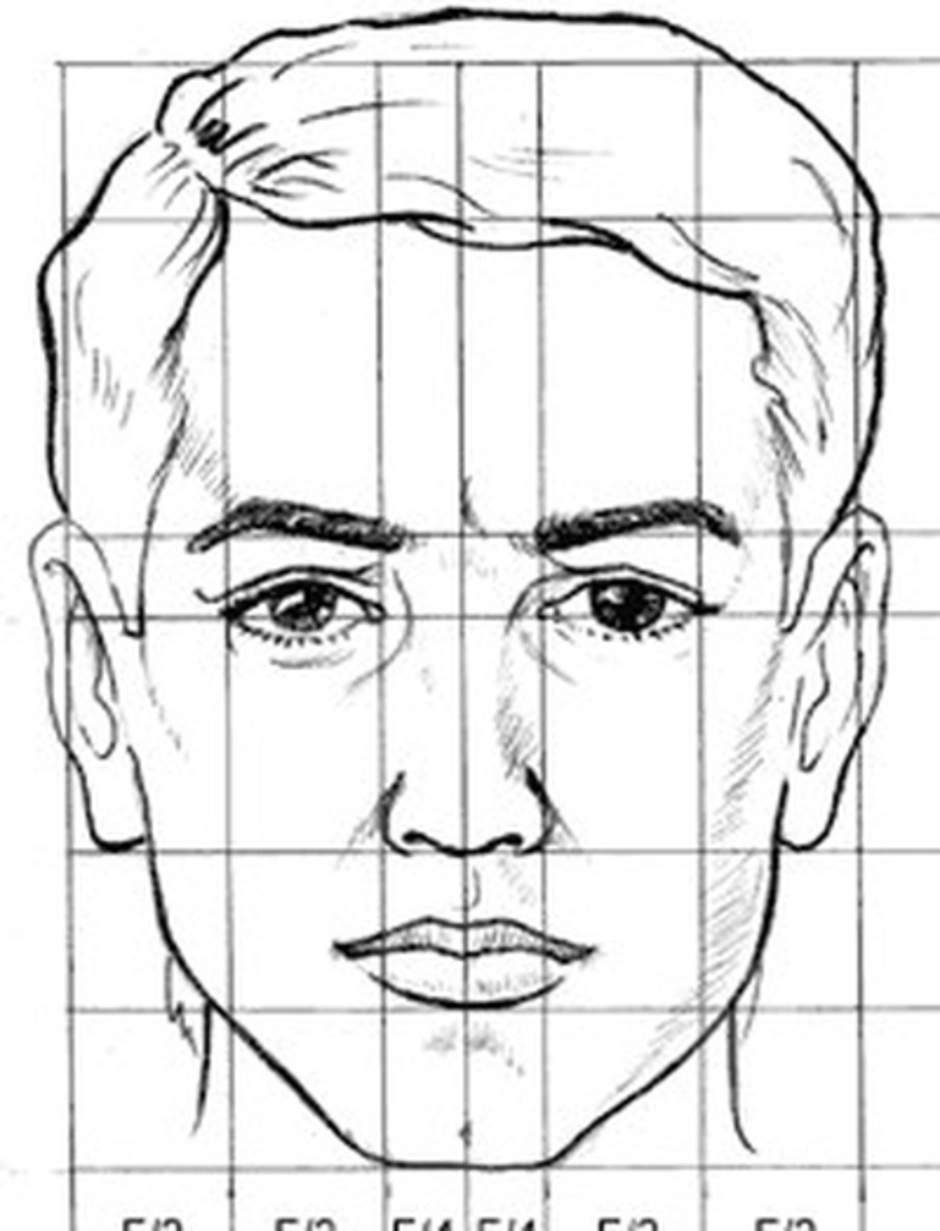 Портрет 6. Портрет пропорции лица человека. Пропорции лица парня. Мужской портрет по пропорциям. Пропорции лица анфас.
