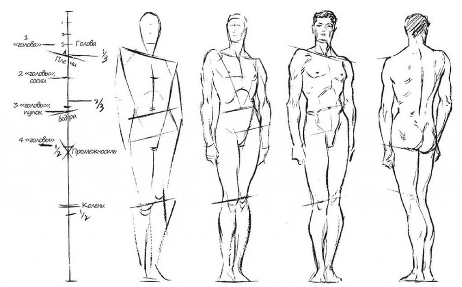 Рисунок тела человека в пропорции