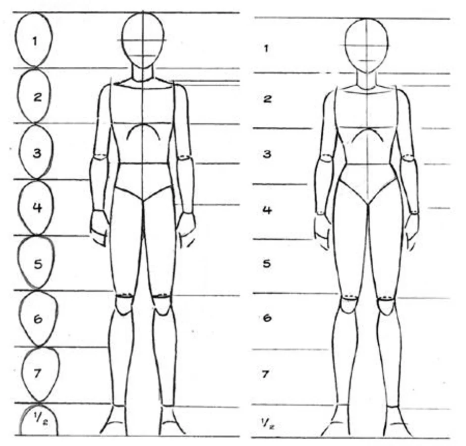 Изображение, иллюстрирующее систему пропорций человеческой фигуры, которая разделяет его на эвпипид фасад