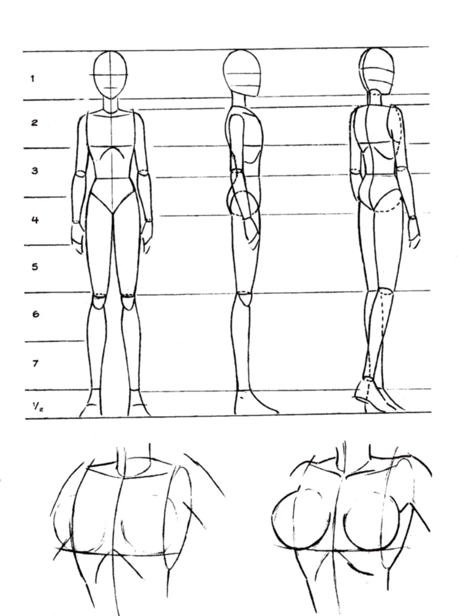 Тип рисования человека. Пропорции человека для рисования в полный рост. Анатомия человека рисование пропорции тела. Пропорции человека для рисования в полный рост для начинающих. Референс анатомия пропорции.
