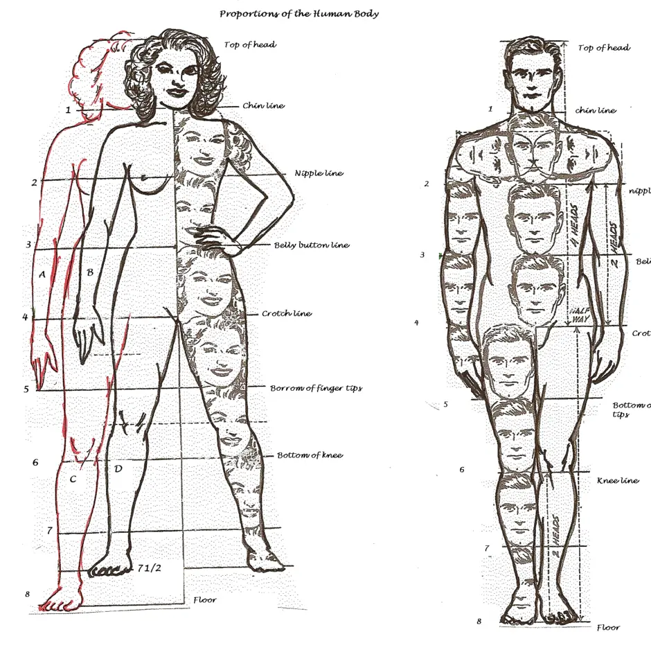Рисунок человека по пропорциям