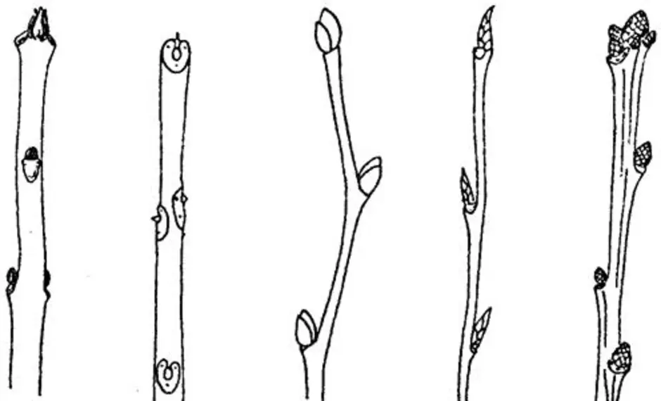 Рисунок расположения почек. Расположение почек на побеге клена. Почки растений в безлистном состоянии. Расположение почек на побеге липы. Побеги деревьев в безлиственном состоянии.