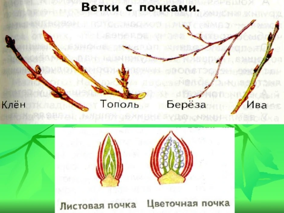 Рисунок почки растения. Внутреннее и внешнее строение почки тополя. Внутреннее строение почки тополя. Строение почки тополя. Расположение почек на побеге клена.