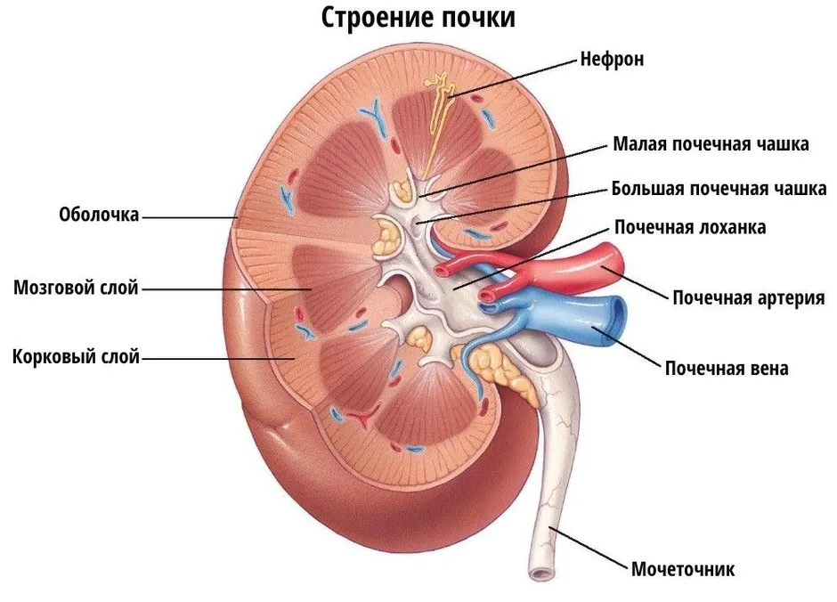 Почка рисунок с подписями