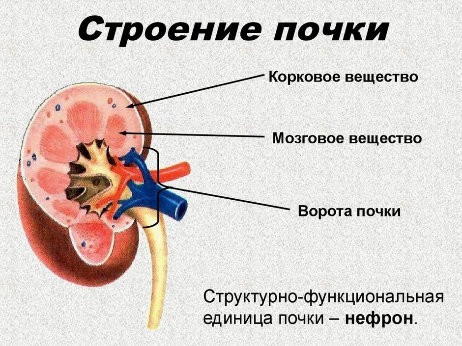 Выберите три верно обозначенные подписи к рисунку строение почки человека запишите в таблицу цифры