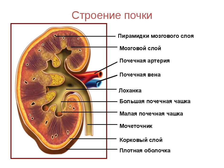 Почка рисунок с подписями