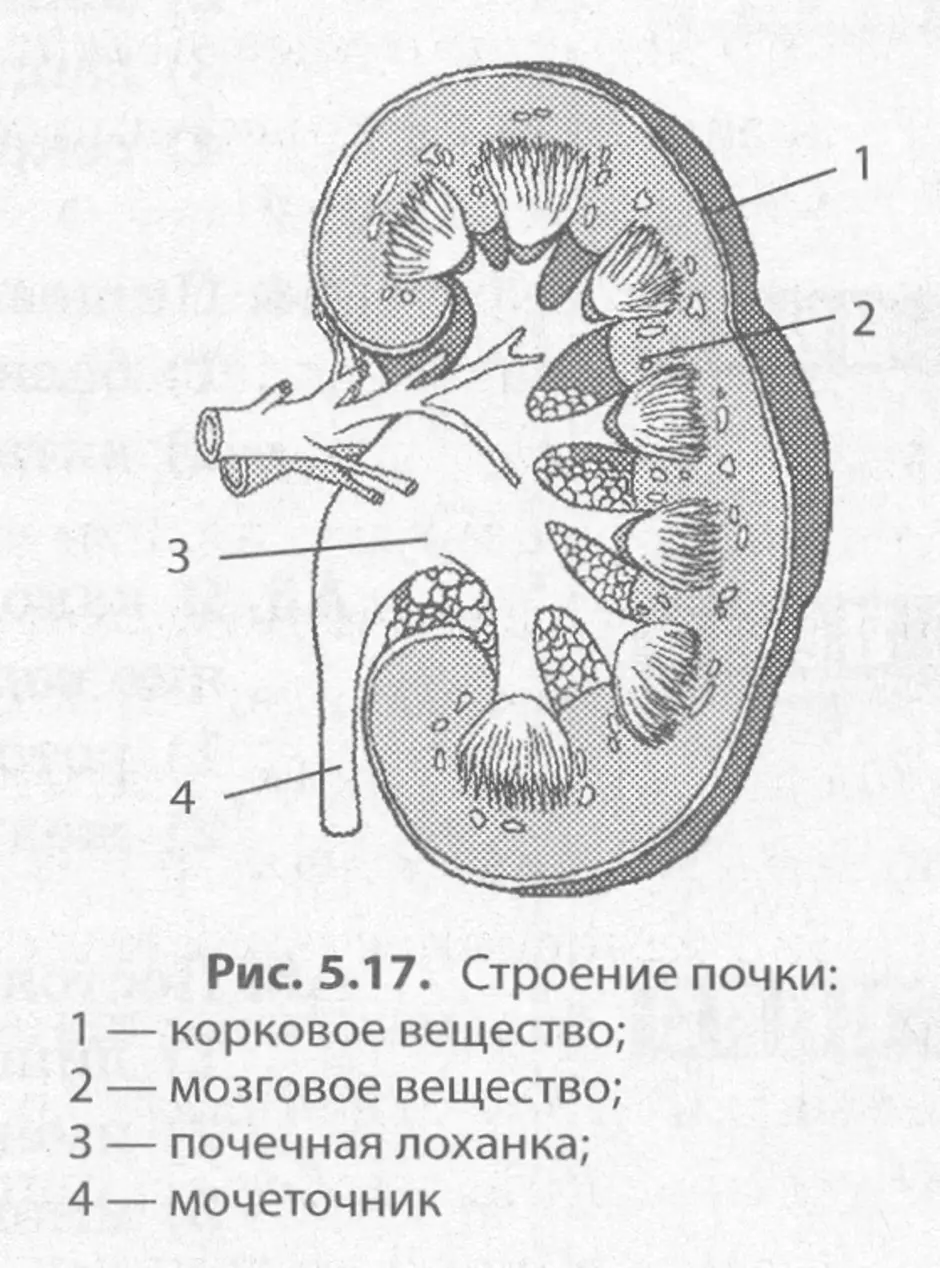 Структура почки схема