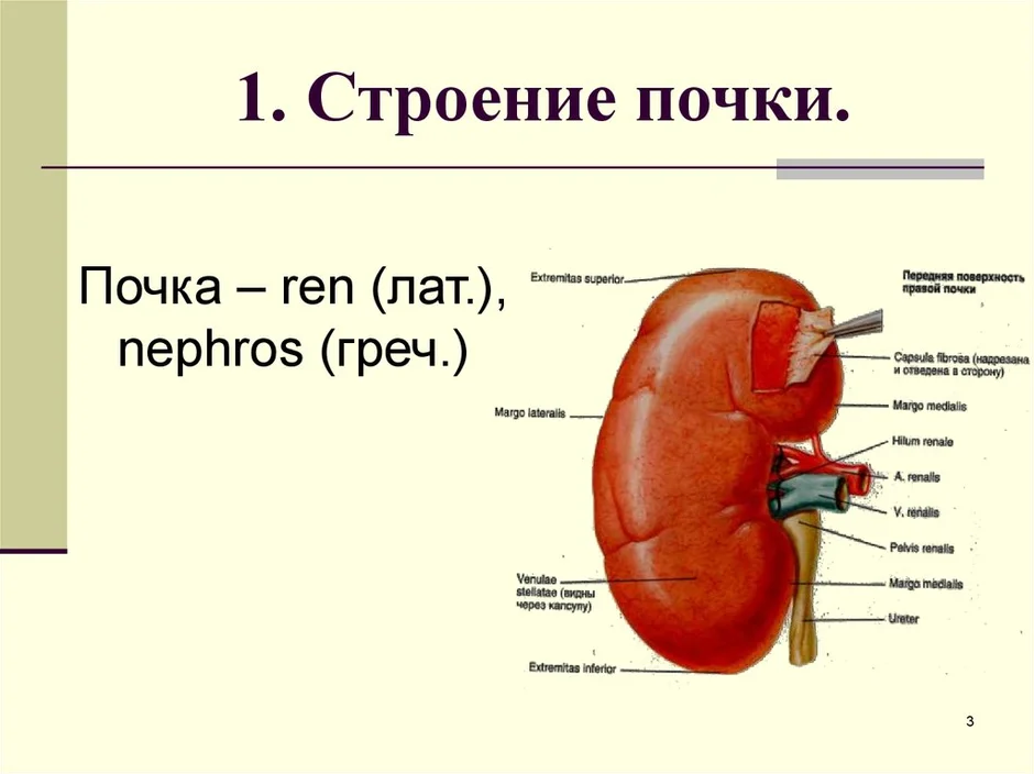 Почки на картинке у человека