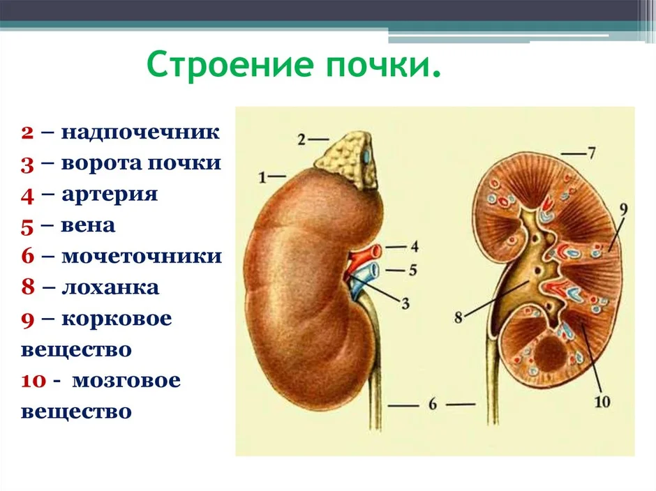 Презентация строение почек 8 класс