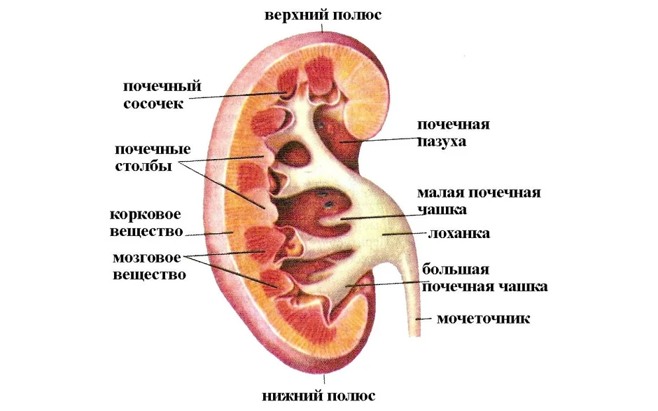 Картинка лоханка для детей