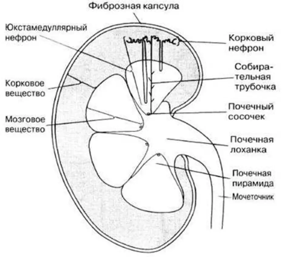 Анатомия почки человека в картинках