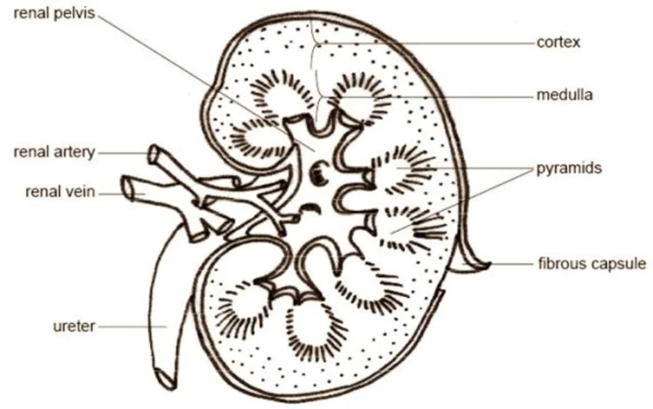 Строение почки человека рисунок
