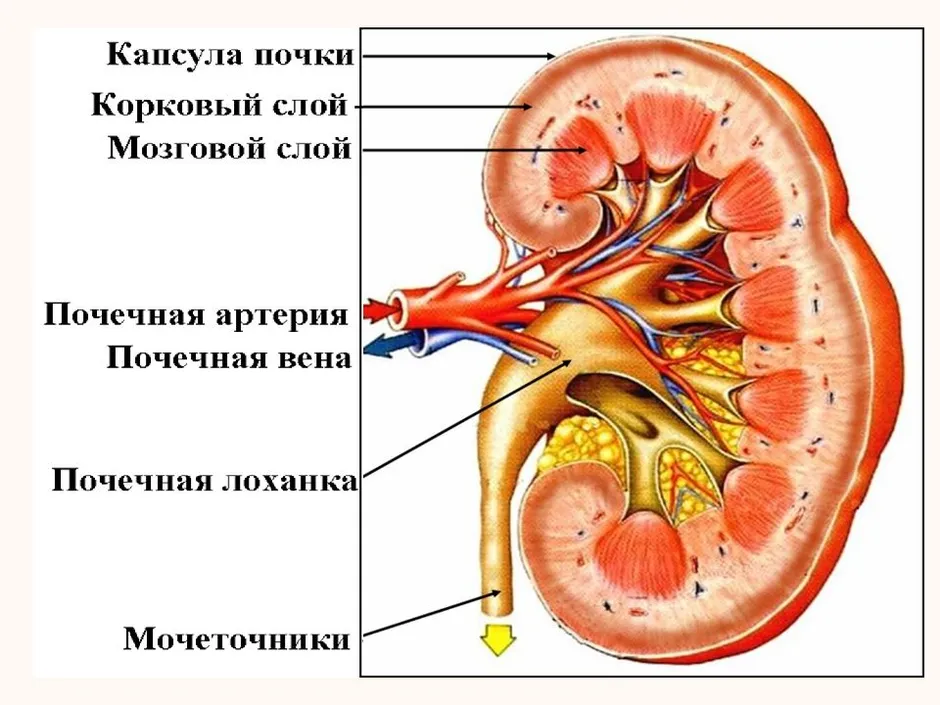 Картинка почки человека с надписями