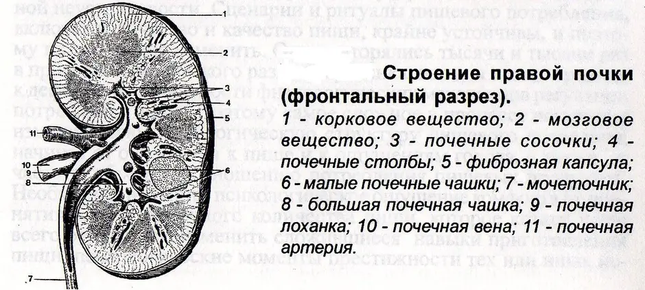 Строение почки картинка с подписями