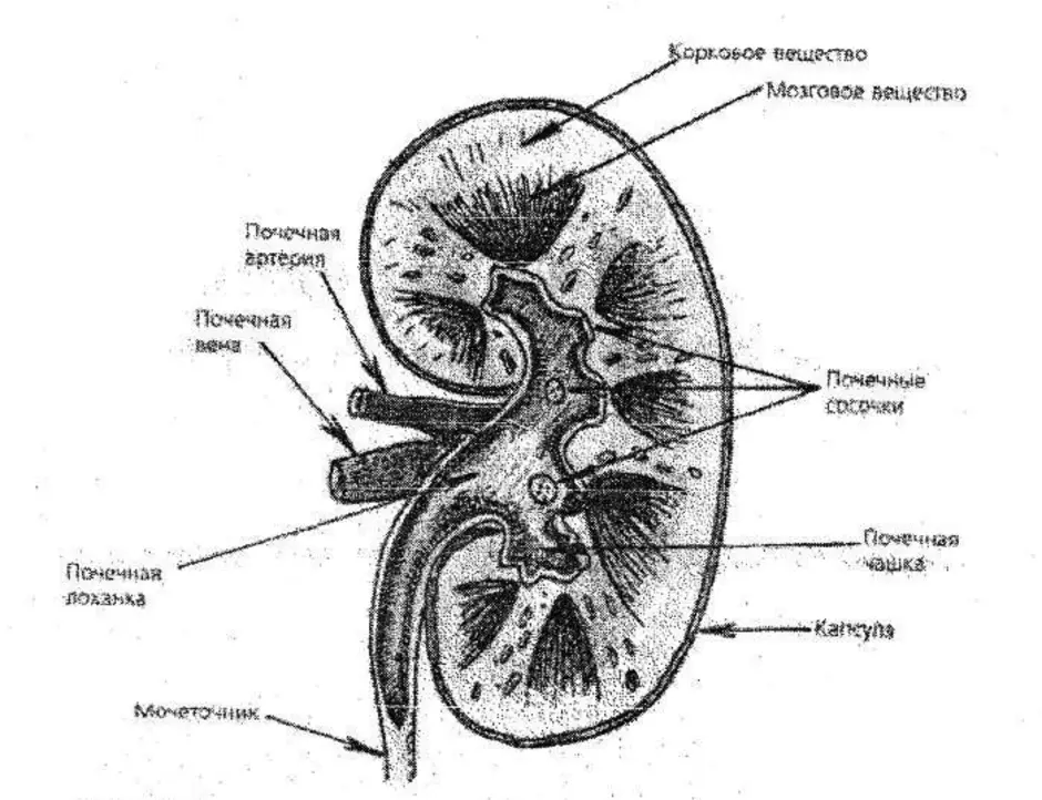 Почка рисунок анатомия
