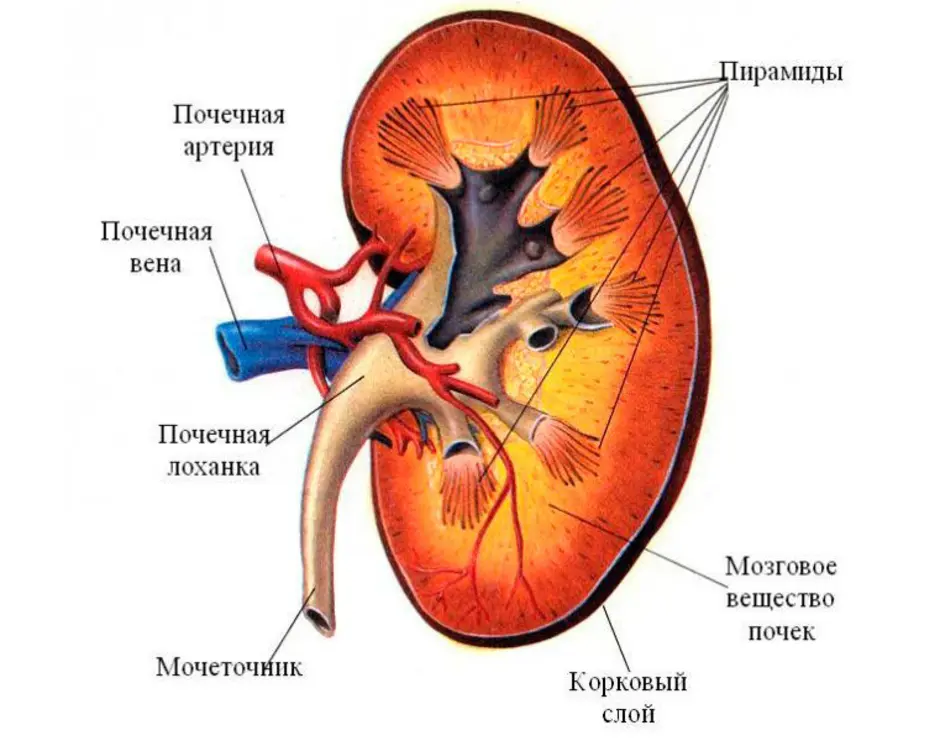 Анатомия почки человека в картинках