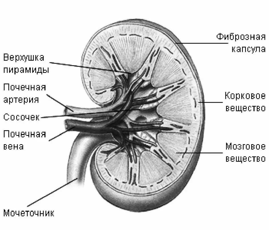 Почка рисунок анатомия