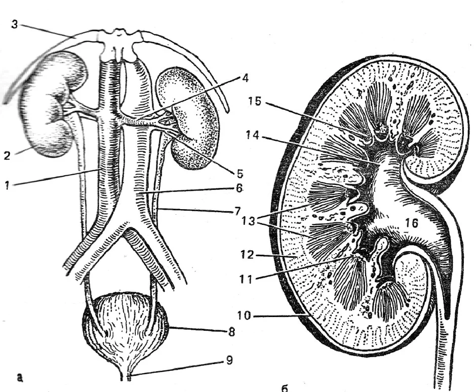 Анатомия почки человека в картинках