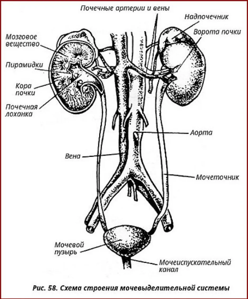 Какой орган на рисунке обозначен цифрой 3