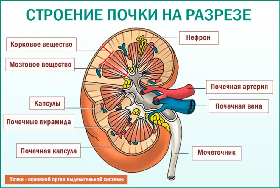 Почка рисунок с подписями