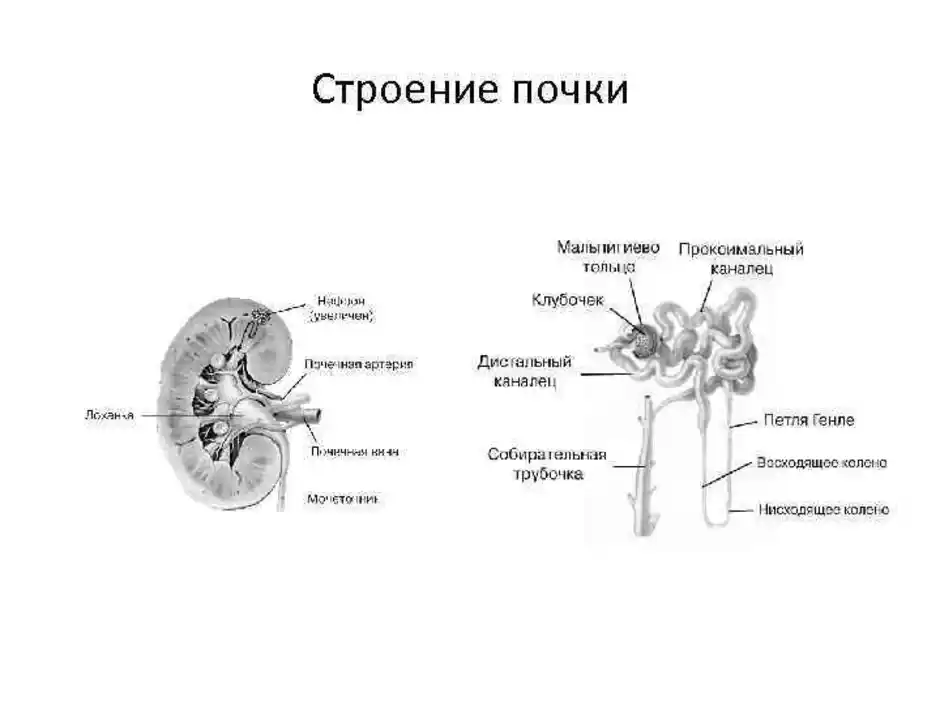 Подпишите строение