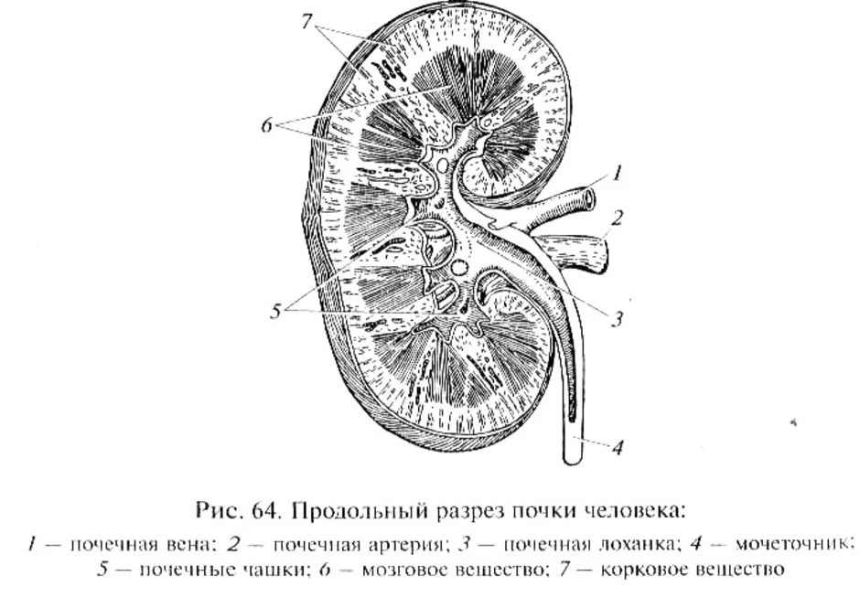 Строение почки рисунок егэ