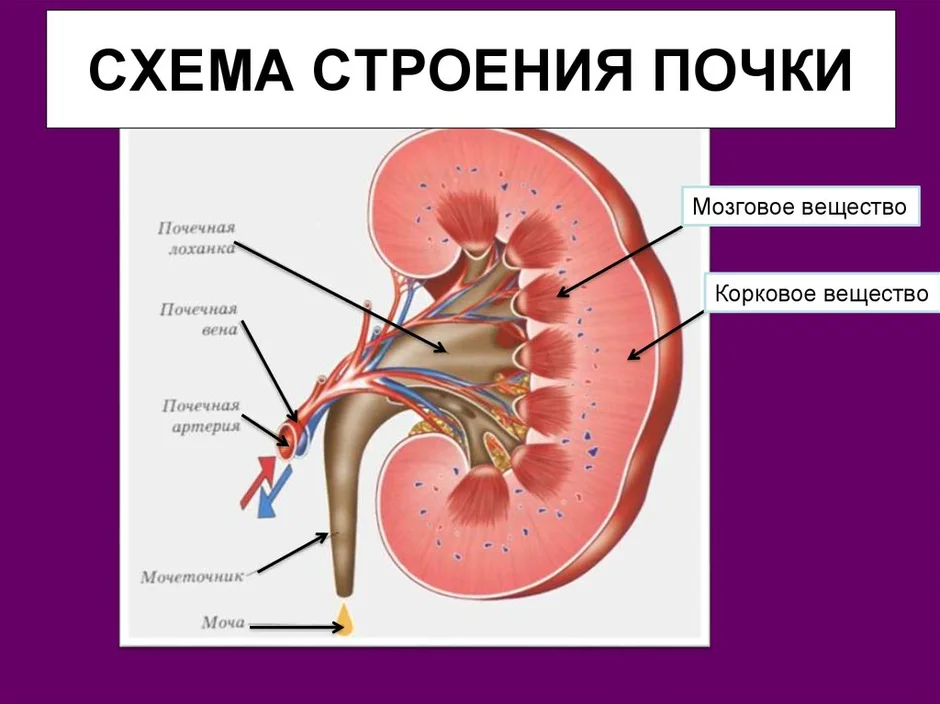 В состав какого органа входит изображенное на рисунке анатомическое образование почка печень легкое