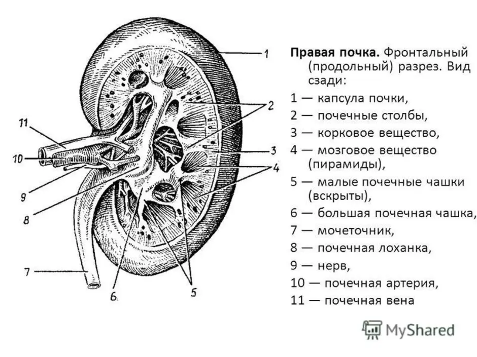 Строение ул