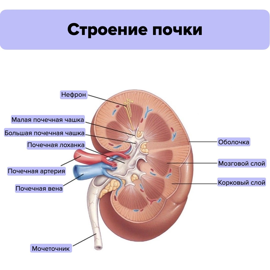 Выберите три верно обозначенные подписи к рисунку на котором изображено строение почки человека