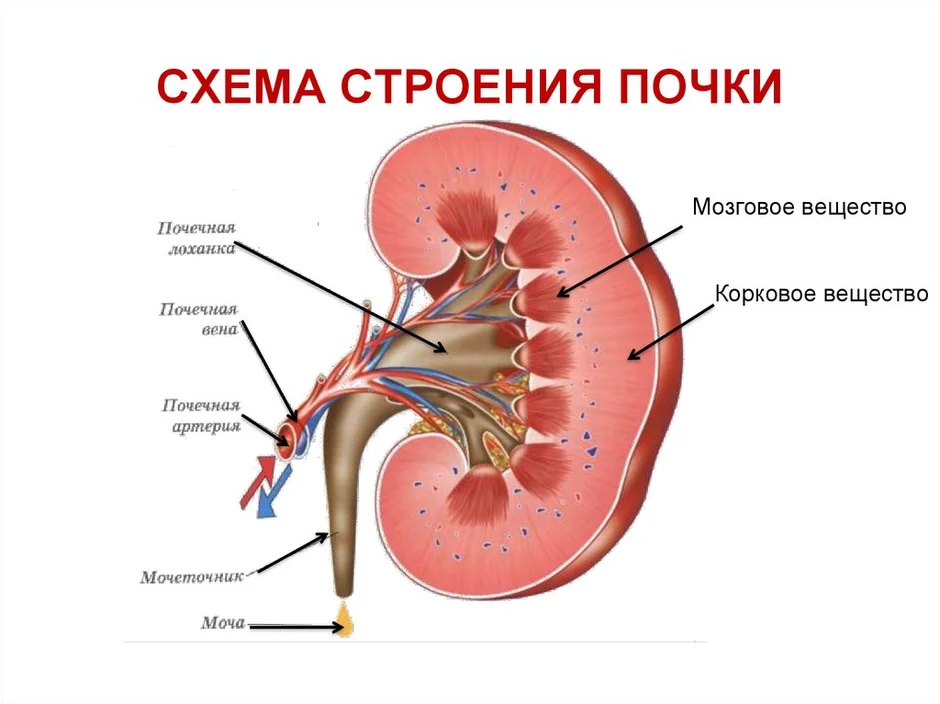 Почка человека строение картинка