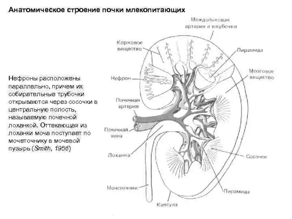 Схематический рисунок строения почки