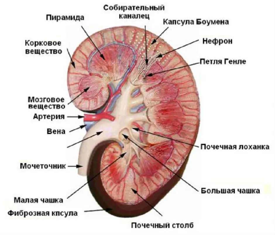 Строение почки схема с подписями