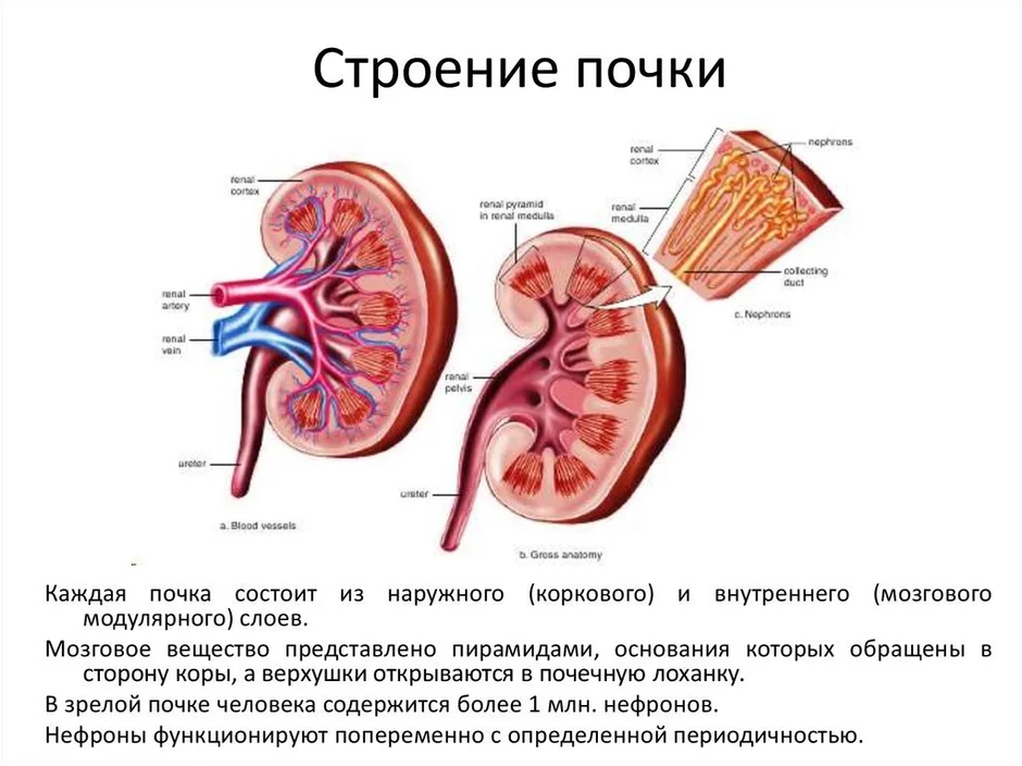 Строение почки человека анатомия рисунок с подписями