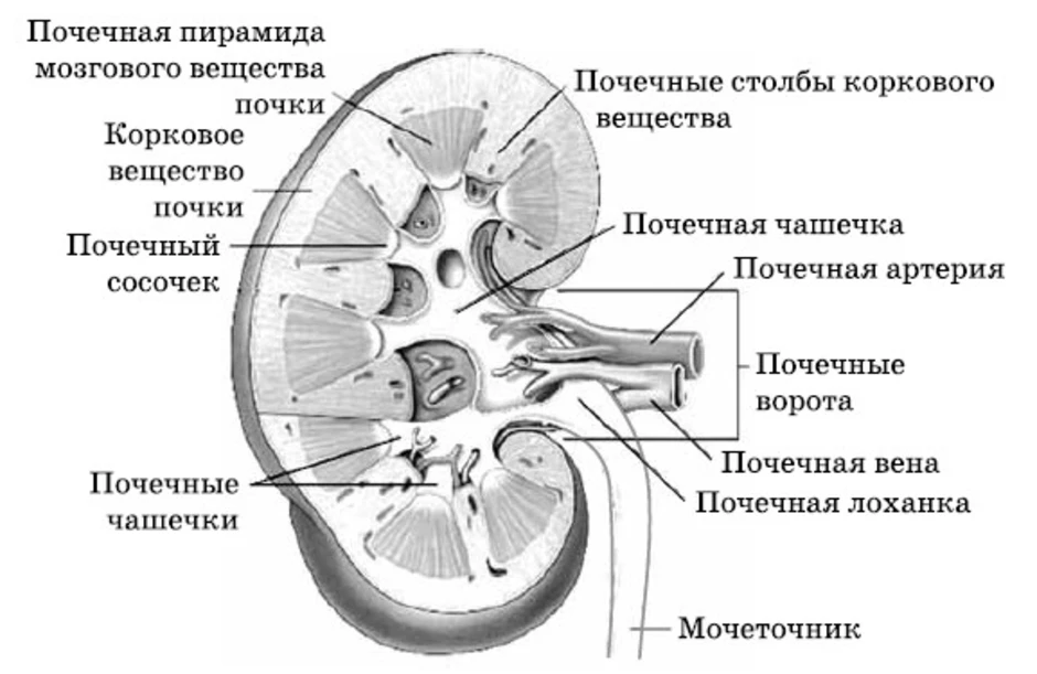 Почка человека строение картинка