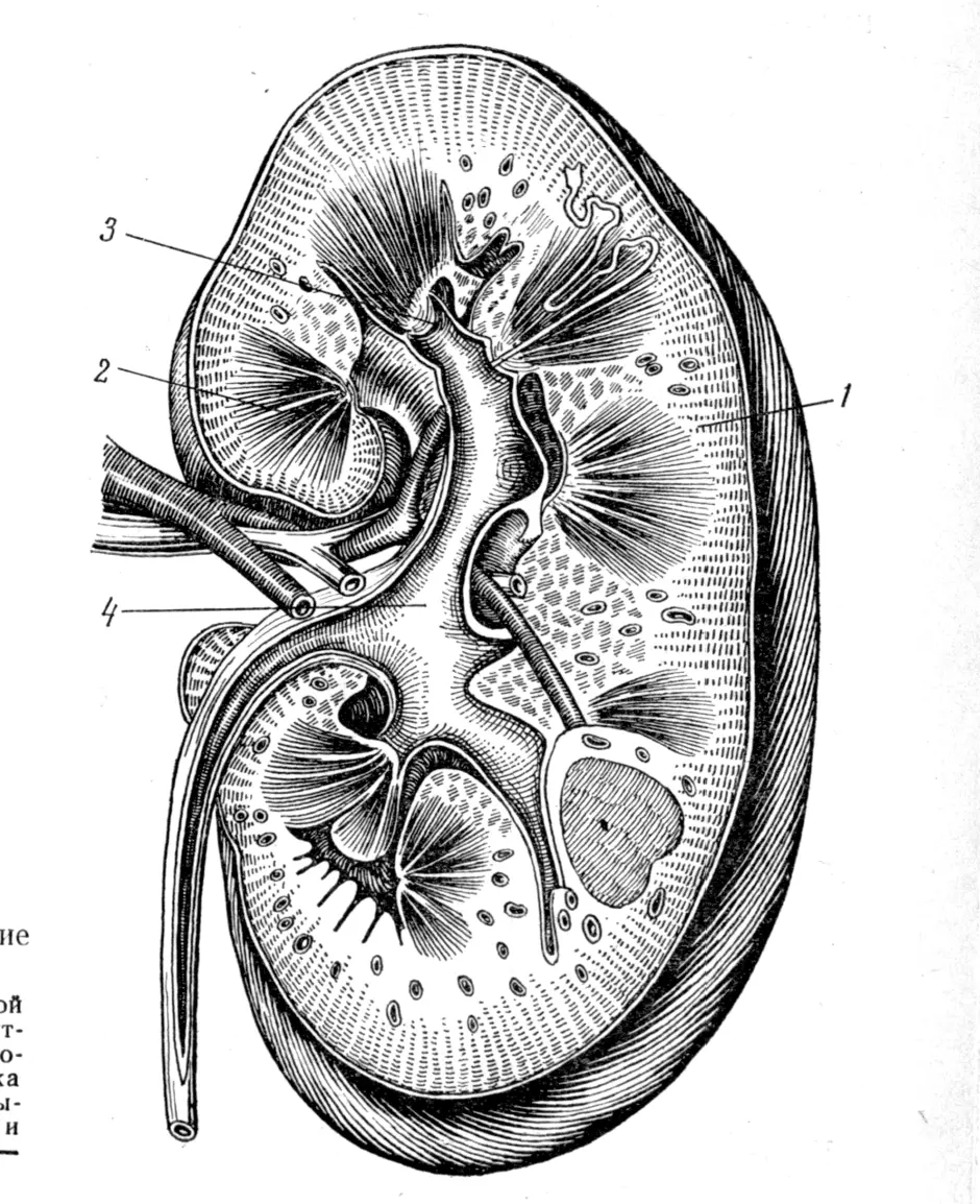 Почка рисунок анатомия