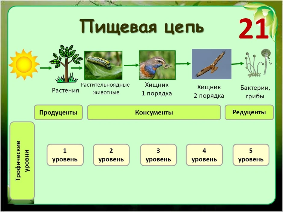 Схема природного сообщества