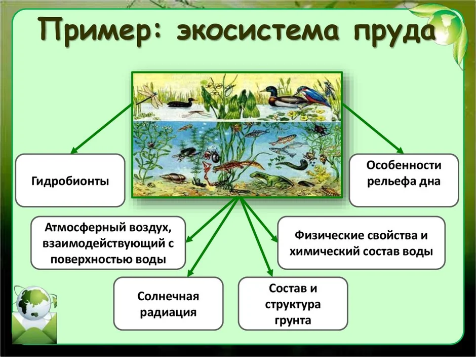 Пресноводные экосистемы. Природное сообщество рисунок. Рисунок природного сообщества 5 класс биология. Водные экосистемы.