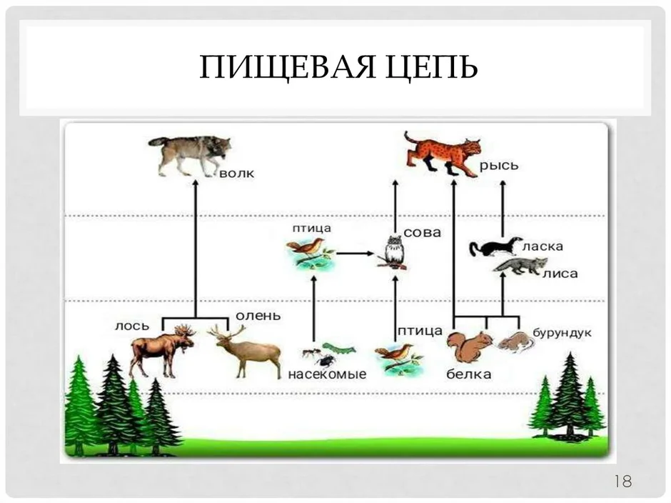 Описание экологических связей изобрази их с помощью схемы