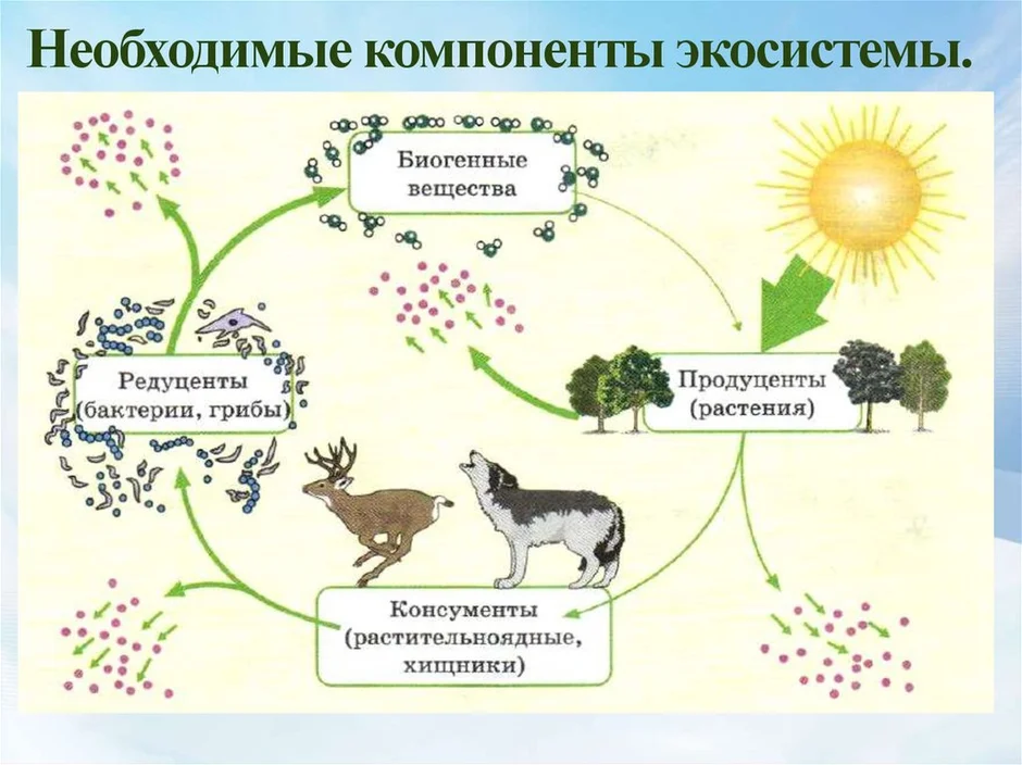 Подтвердите участие бактерий в круговороте веществ на земле схемой пищевой цепи