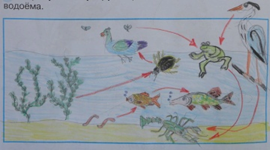 Окружающий мир рабочая тетрадь пресных водах. Схема круговорота веществ в сообществе водоема 3 класс. Креушоворотвеществ в водоеме. Нарисуй схему круговоротв веществ в обществе водоема. Схемы цепей питания в сообществе водоема.