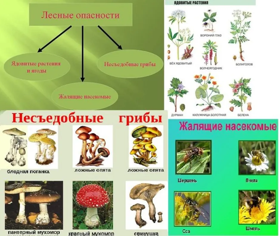 Проект подробнее о лесных опасностях