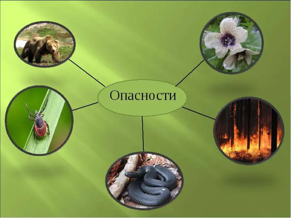 Как нарисовать лесные опасности