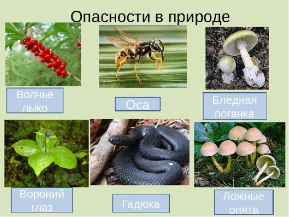 Проект подробнее о лесных опасностях по окружающему миру 2 класс рабочая тетрадь