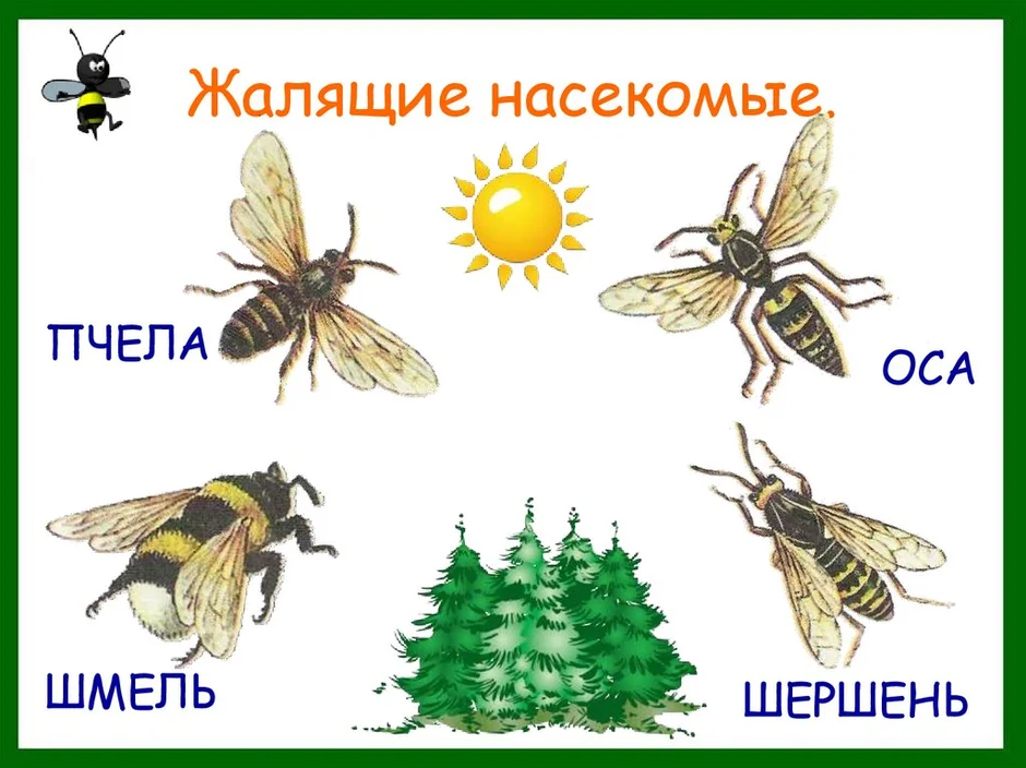 Презентация лесные опасности