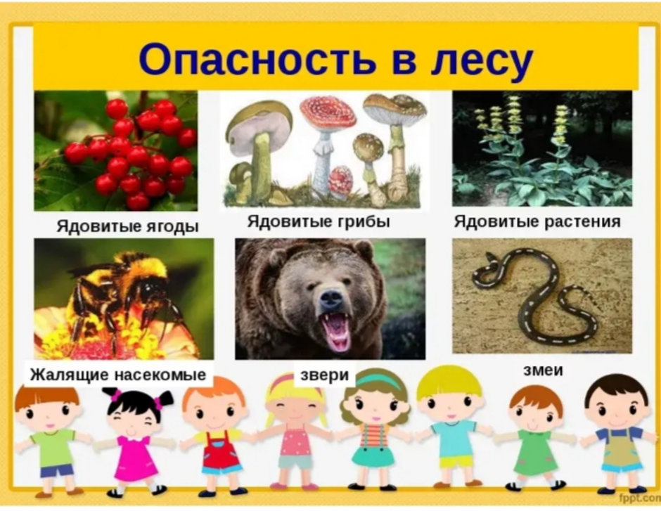 Подробнее о лесных опасностях по окружающему проект