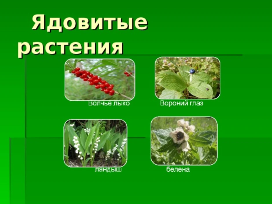 Проект по окружающему миру 2 класс опасные растения грибы и животные