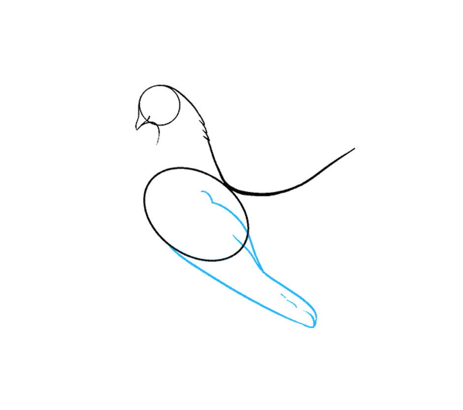 Как нарисовать голубя карандашом поэтапно для начинающих. Этапы рисования голубя. Пошаговое рисование голубя. Поэтапный рисунок голубя. Голубь для рисования.