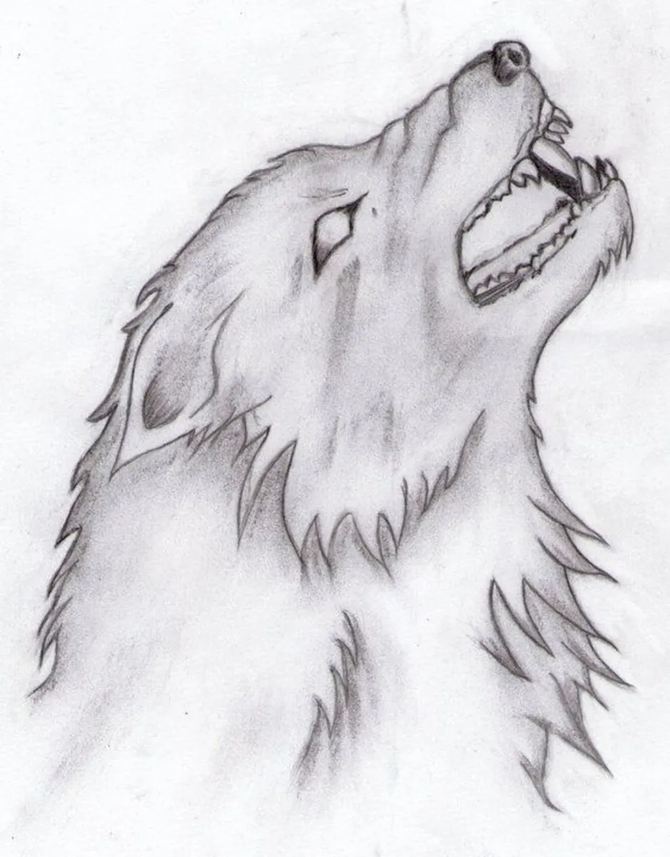Волк для срисовки