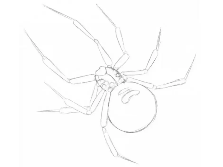 Рисунок паука