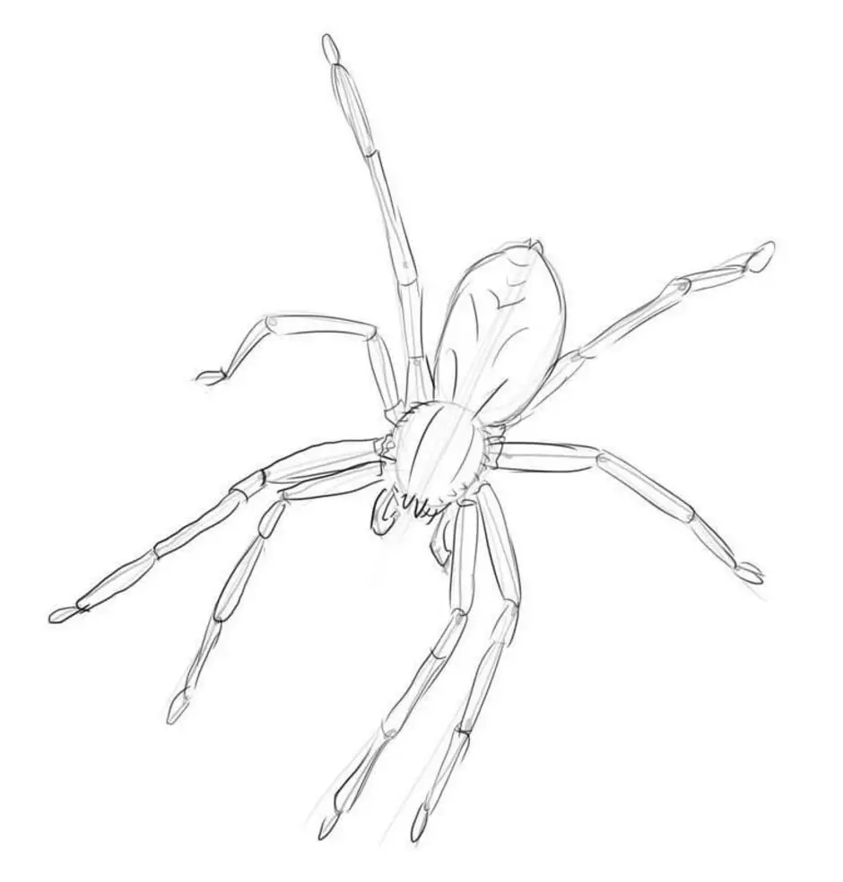 Рисунок карандашом паук
